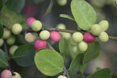 Acokanthera rotundata