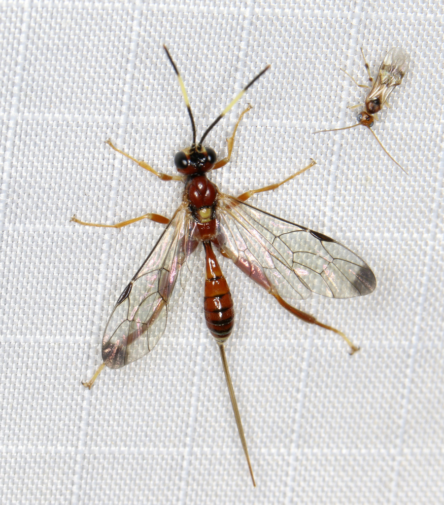 Arotes melleus