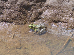 Lithobates spectabilis