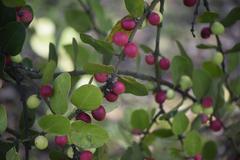 Acokanthera rotundata