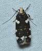 Redbud Leaffolder Moth - Photo (c) tybird99, some rights reserved (CC BY-NC), uploaded by tybird99