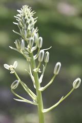 Albuca nelsonii