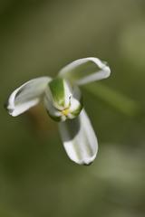 Albuca nelsonii