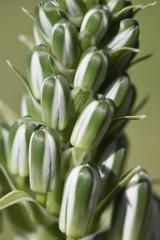 Albuca nelsonii
