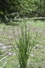 Albuca nelsonii