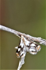 Chrysendeton imitabilis