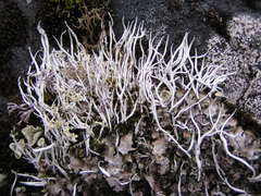 Thamnolia vermicularis vermicularis
