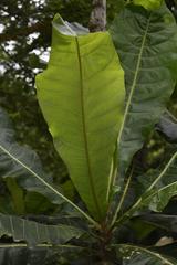 Anthocleista grandiflora