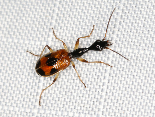 Long-necked Ground Beetle photo 3