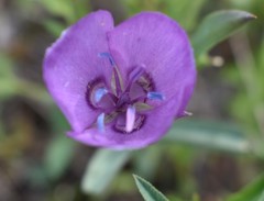 Calochortus nudus