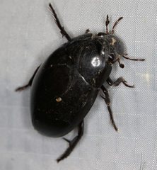 Hydrophilus ovatus