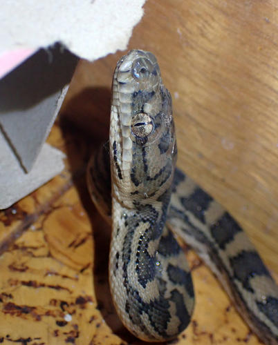 Coastal Carpet Python sighting