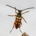 Banded Longhorn Beetle - Photo (c) Steven Whitebread, some rights reserved (CC BY), uploaded by Steven Whitebread