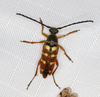 Banded Longhorn Beetle - Photo (c) Steven Whitebread, some rights reserved (CC BY), uploaded by Steven Whitebread