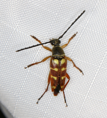 Typocerus velutinus