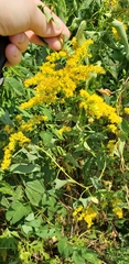 Solidago