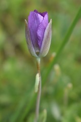 Calochortus nudus