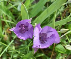 Calochortus nudus