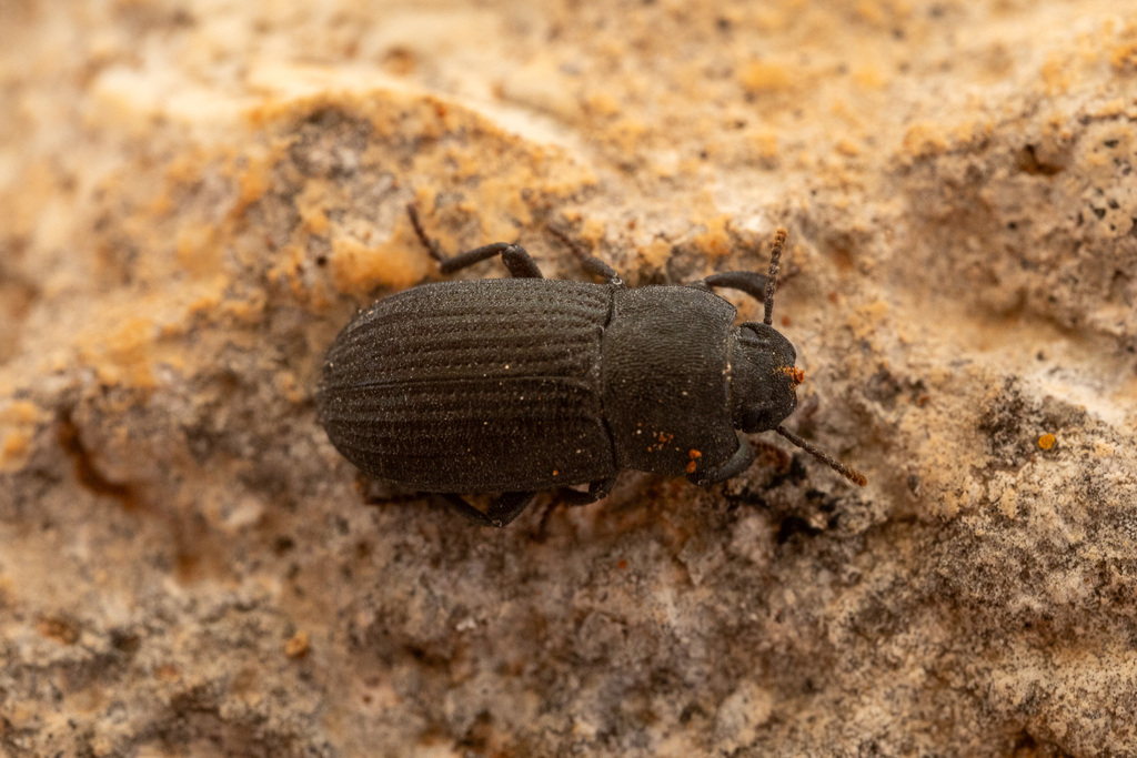 Allophylax picipes