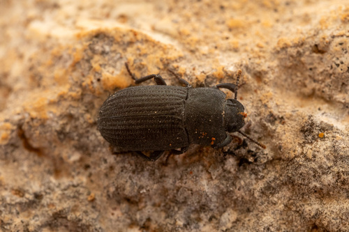 Allophylax picipes