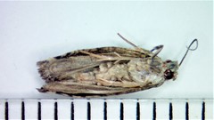 Catastega timidella