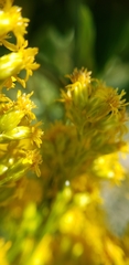 Solidago