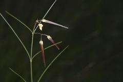 Brachystelma filifolium