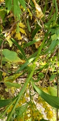Solidago