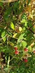 Rubus