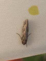 Tinea apicimaculella