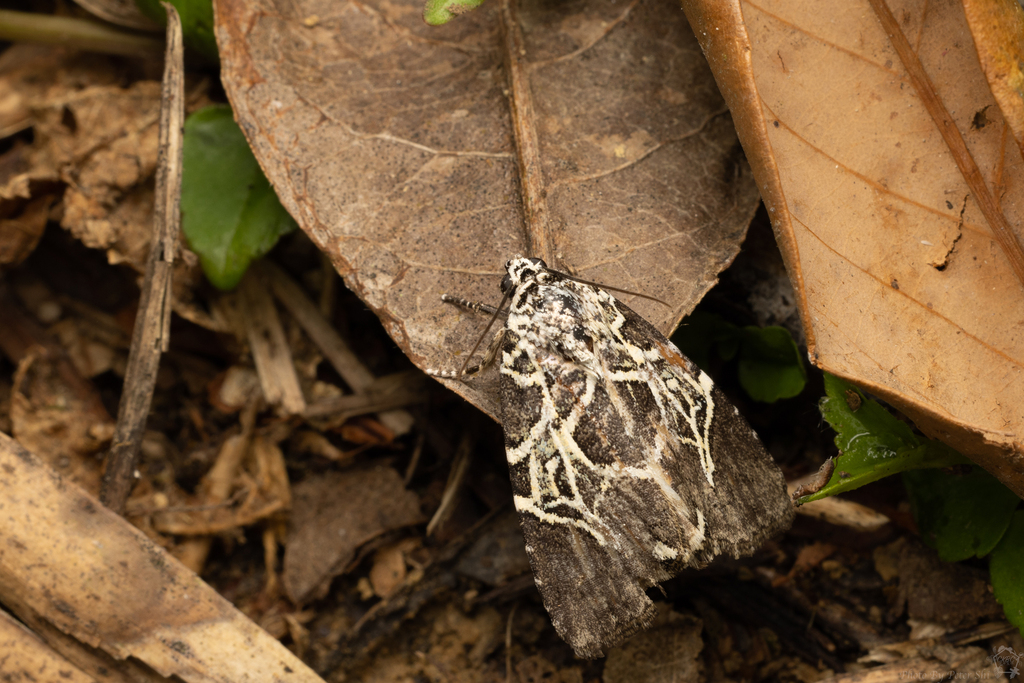 Lophonycta neoconfusa
