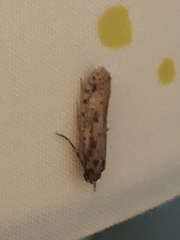 Tinea apicimaculella