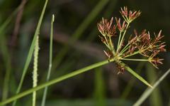Cyperus amabilis