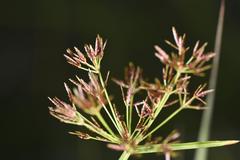 Cyperus amabilis