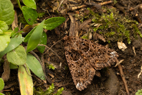 Data thalpophiloides