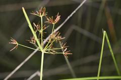 Cyperus amabilis