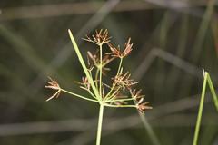 Cyperus amabilis