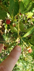 Rubus