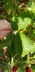 Rubus
