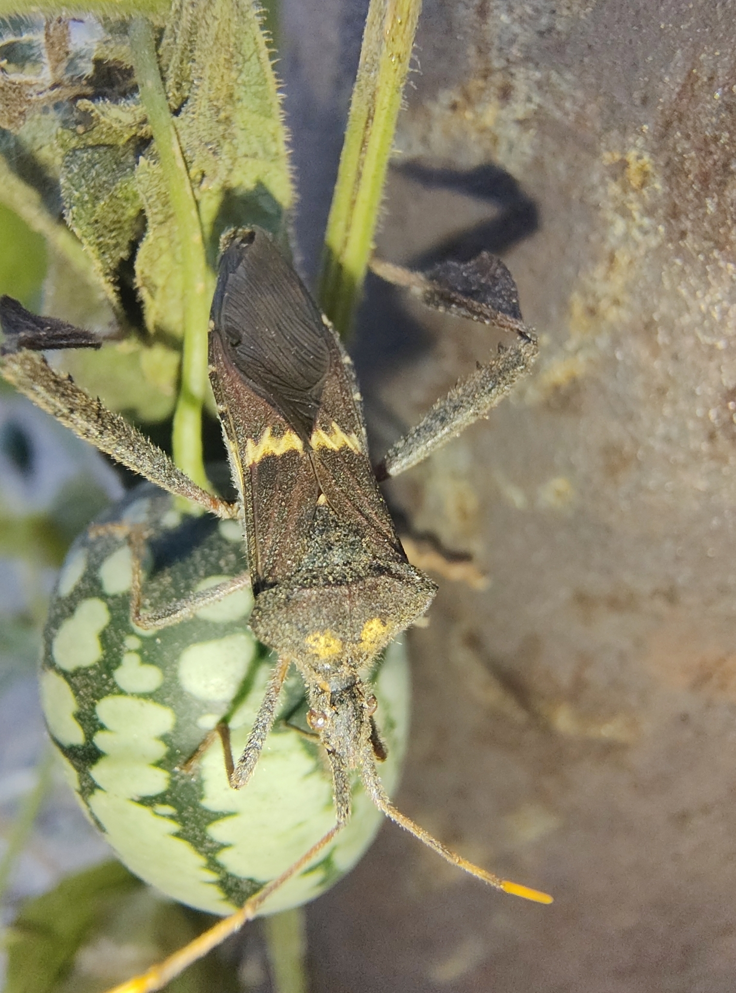Imagem de Pepino-do-mato