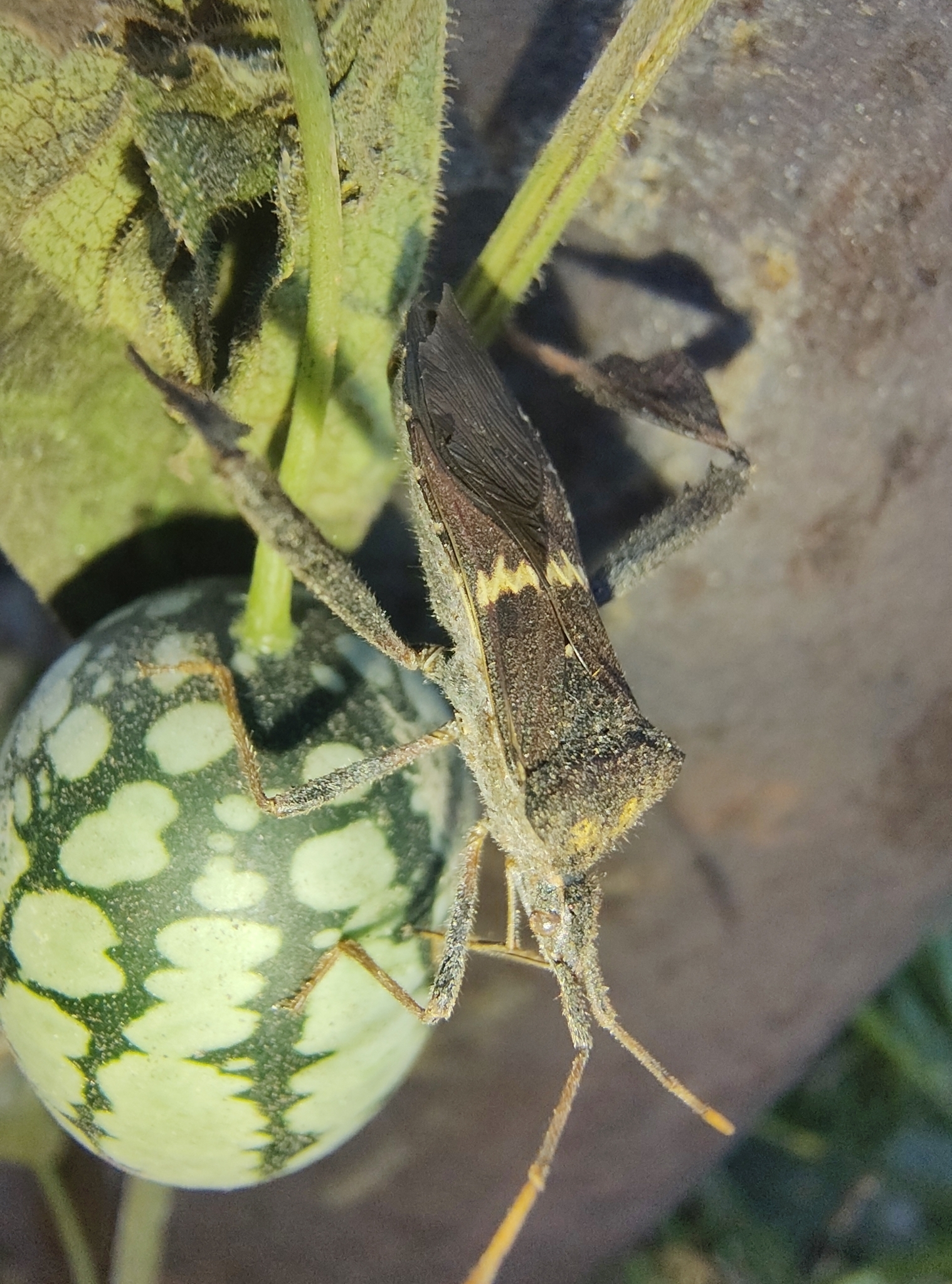 Imagem de Pepino-do-mato