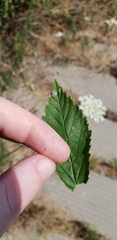 Rubus
