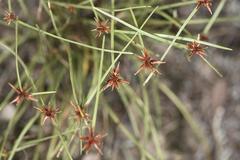 Cyperus rupestris