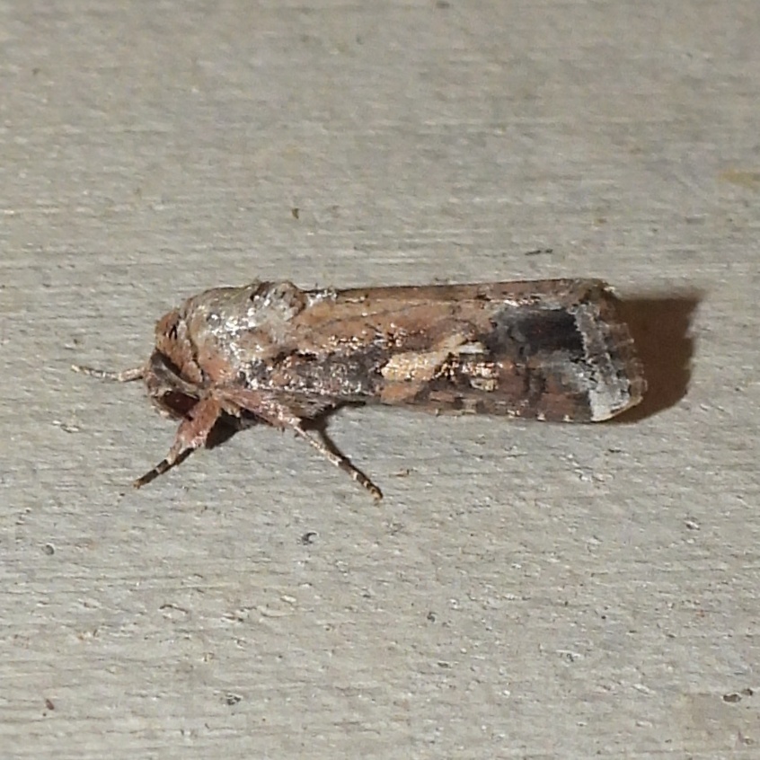 Fall Armyworm Moth from Private FM2005, Hamilton, TX, USA on October 27 ...