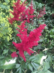 Astilbe