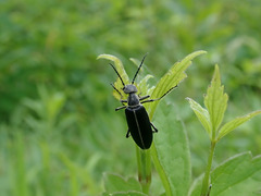Epicauta cinerea-group