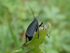 Epicauta cinerea-group