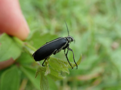 Epicauta cinerea-group