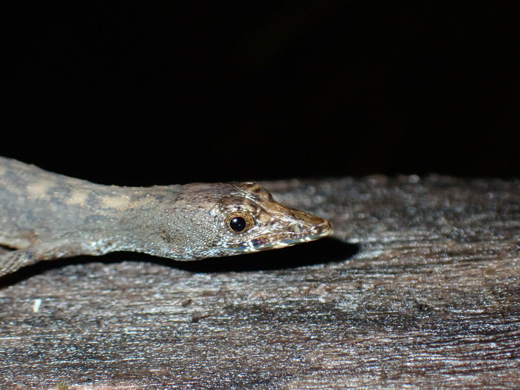 Echinosaura orcesi