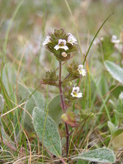 Euphrasia frigida